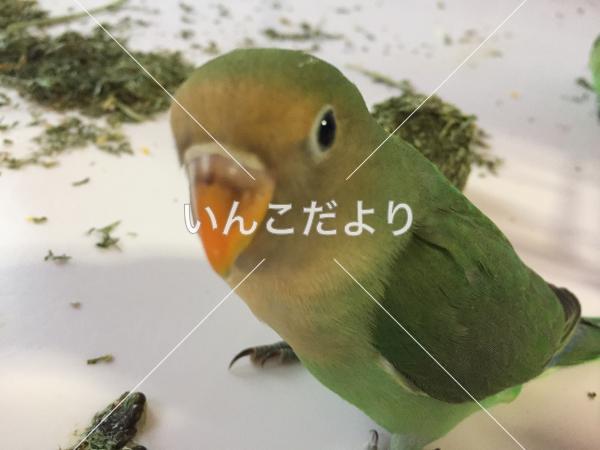 迷い鳥の写真