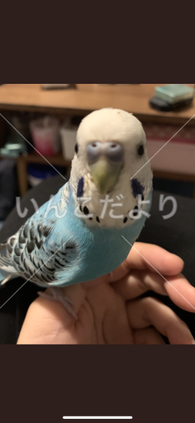 迷い鳥の写真