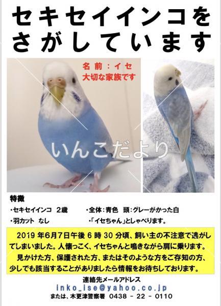 迷い鳥の写真