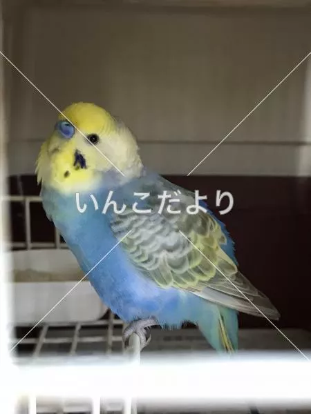 保護鳥の写真
