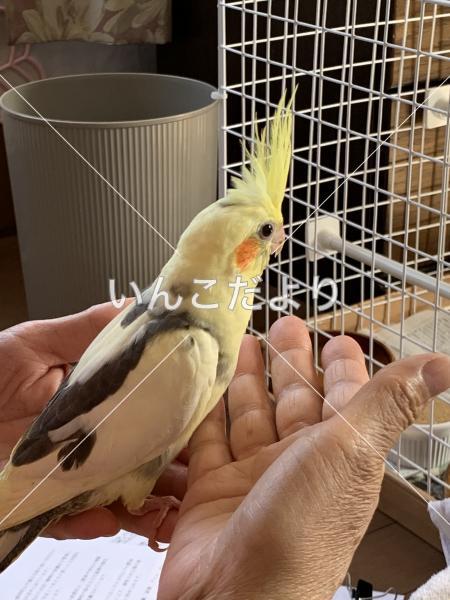迷い鳥の写真