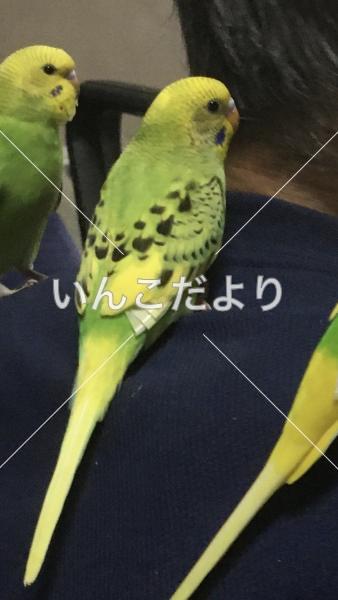 迷い鳥の写真