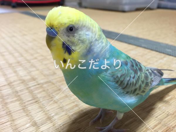 迷い鳥の写真