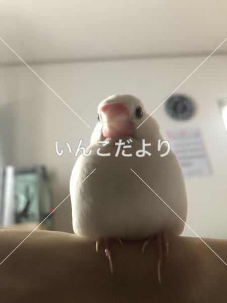 迷い鳥の写真