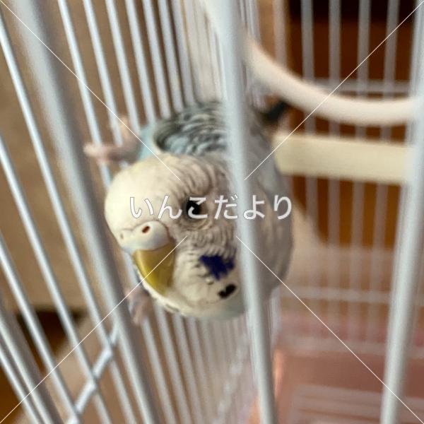 迷い鳥の写真