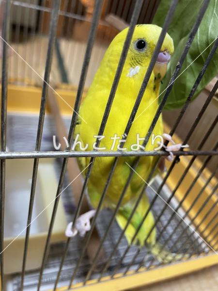 保護鳥の写真