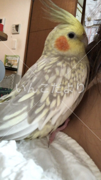 迷い鳥の写真