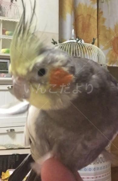 迷い鳥の写真