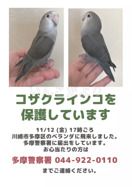 保護鳥の写真