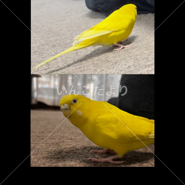 迷い鳥の写真