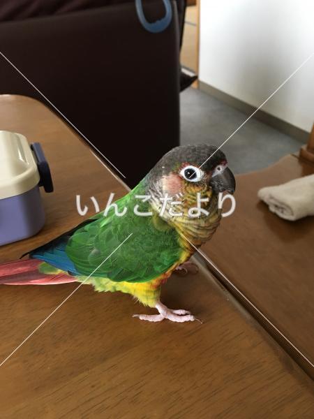 迷い鳥の写真