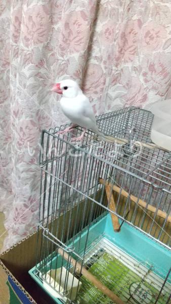 迷い鳥の写真