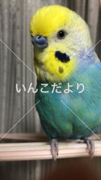 迷い鳥の写真