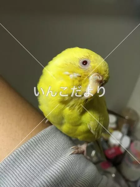 保護鳥の写真