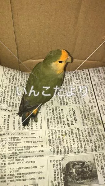 保護鳥の写真