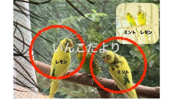 迷い鳥の写真