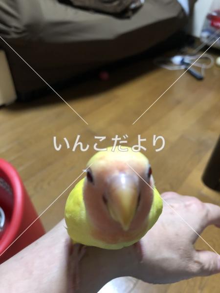 迷い鳥の写真