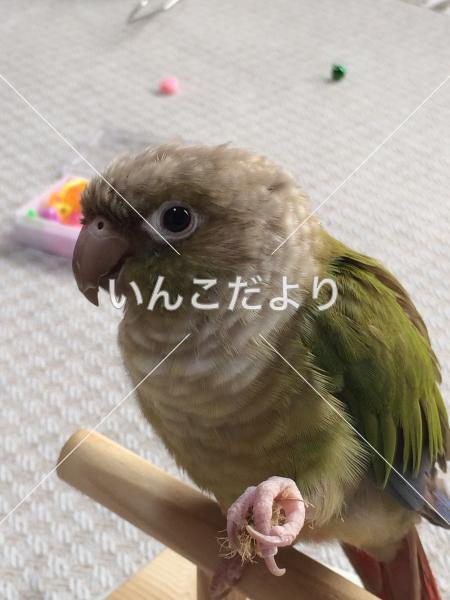 迷い鳥の写真