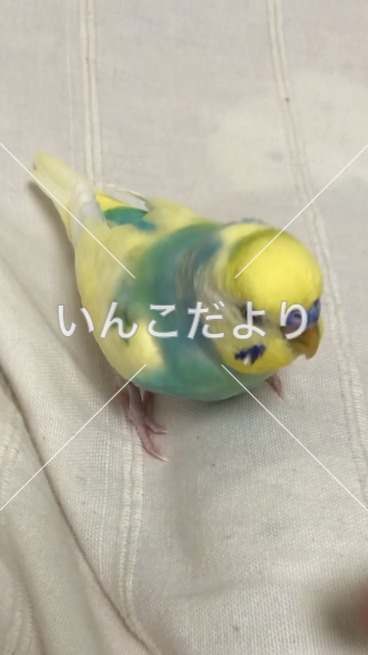 迷い鳥の写真