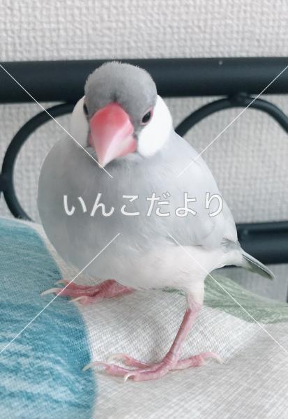迷い鳥の写真