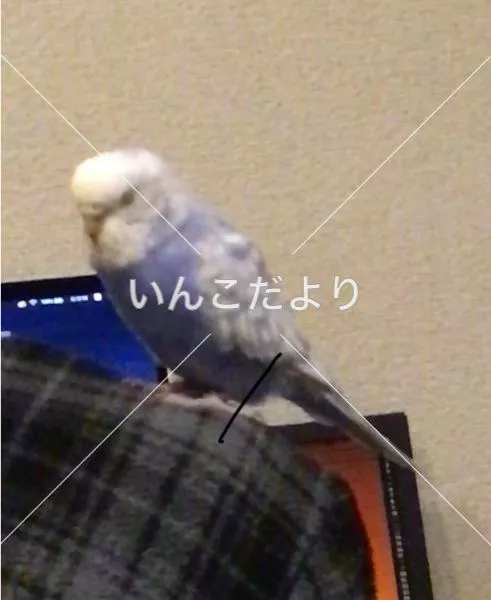 迷い鳥の写真