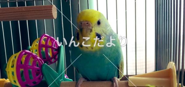 迷い鳥の写真