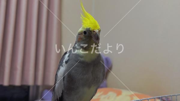 迷い鳥の写真