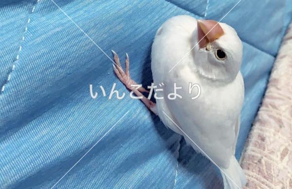 迷い鳥の写真
