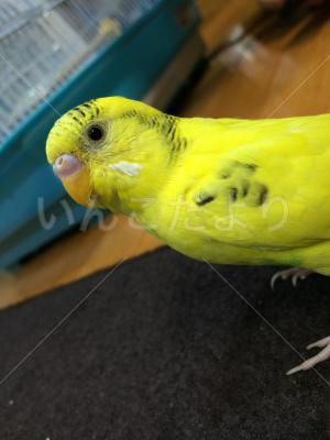 迷い鳥の写真