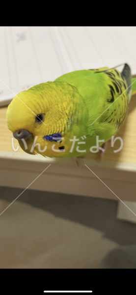 迷い鳥の写真