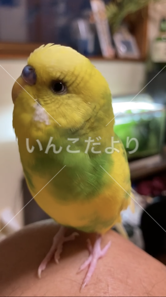 迷い鳥の写真