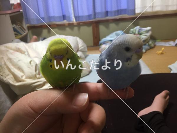迷い鳥の写真