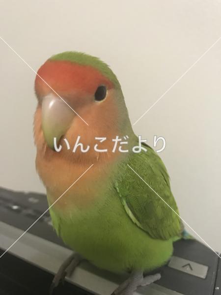 迷い鳥の写真
