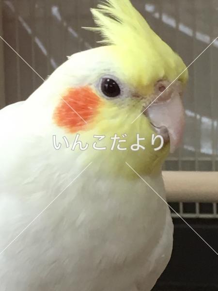 迷い鳥の写真