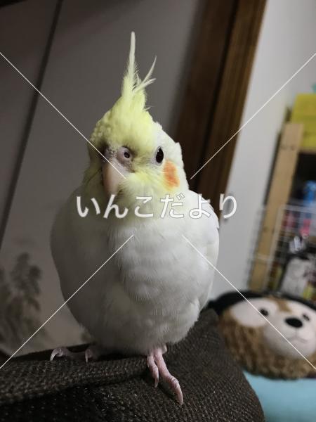 迷い鳥の写真