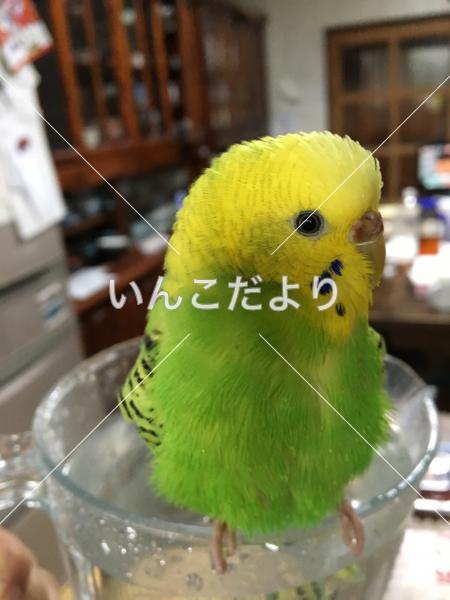迷い鳥の写真