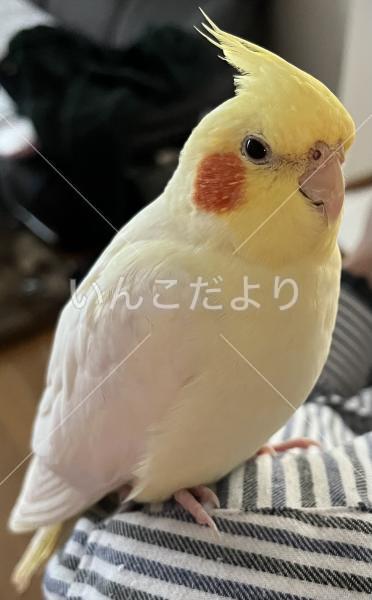 迷い鳥の写真
