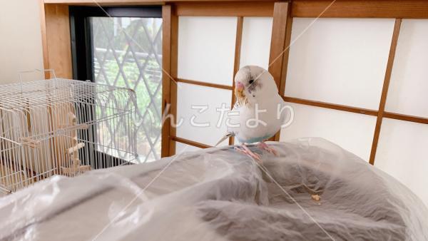 迷い鳥の写真