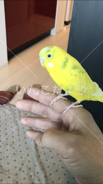迷い鳥の写真