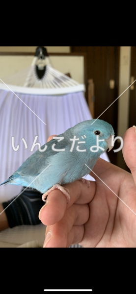 迷い鳥の写真