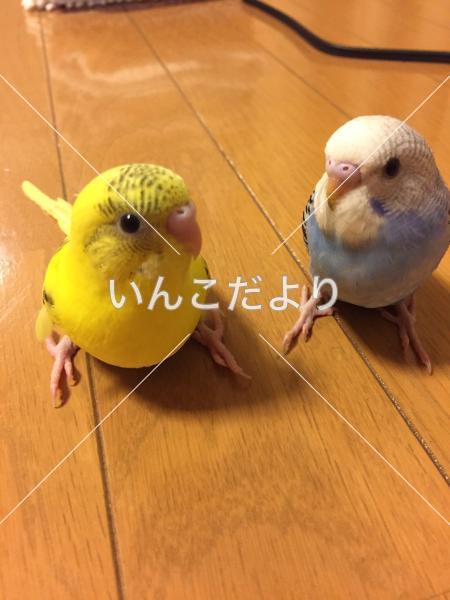迷い鳥の写真