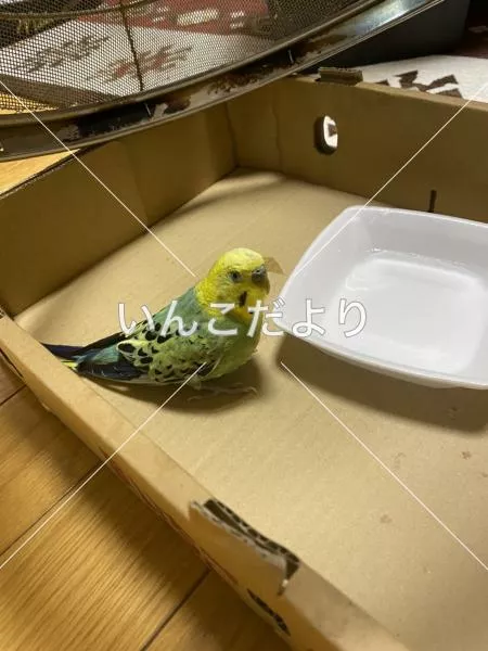保護鳥の写真