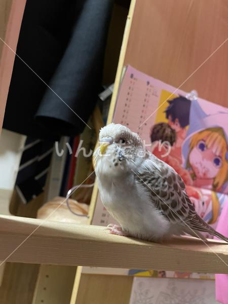 迷い鳥の写真