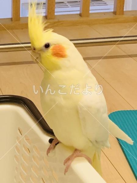 迷い鳥の写真