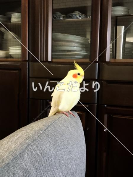 迷い鳥の写真