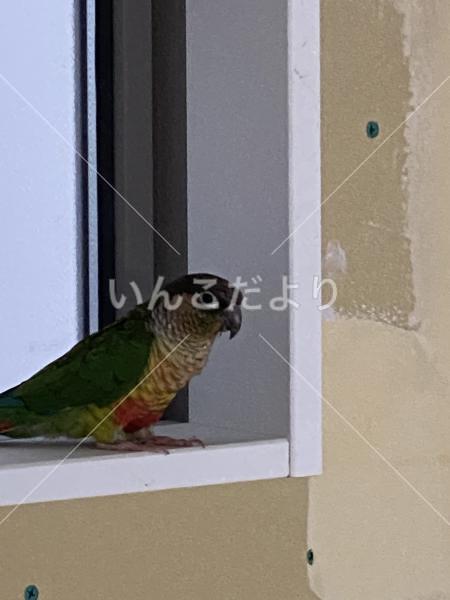 保護鳥の写真