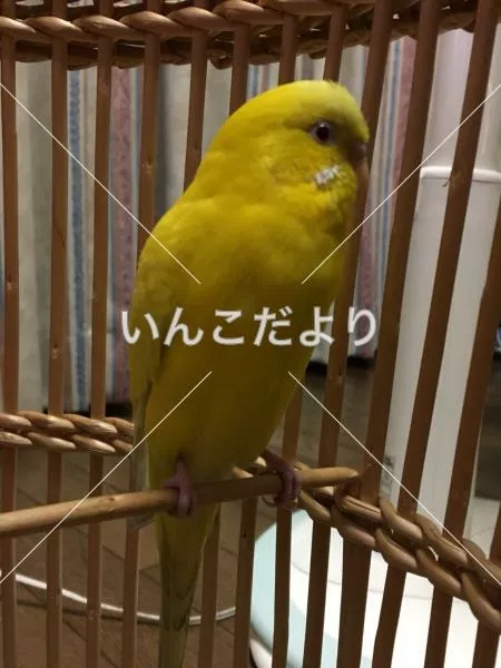 保護鳥の写真