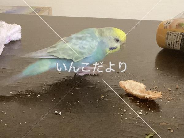 迷い鳥の写真