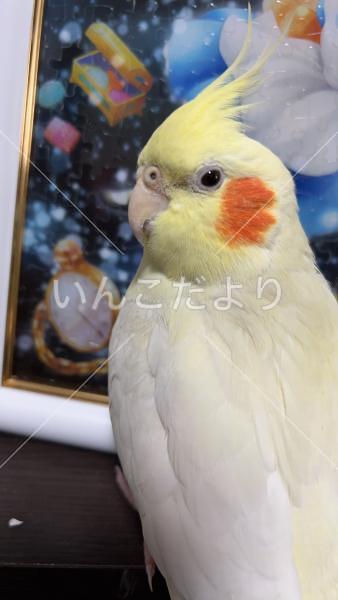 迷い鳥の写真