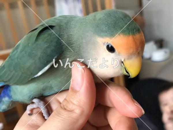 迷い鳥の写真